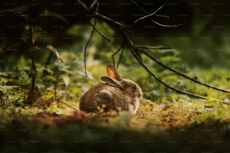 A rabbit resting