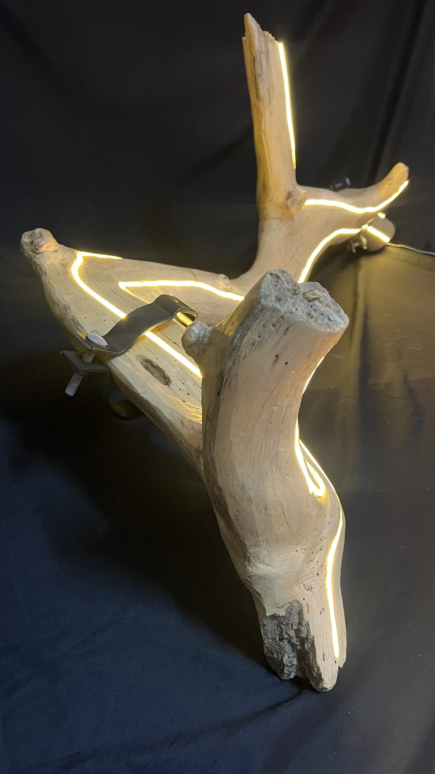 Trueno — the open gesture of its branches, lit from within