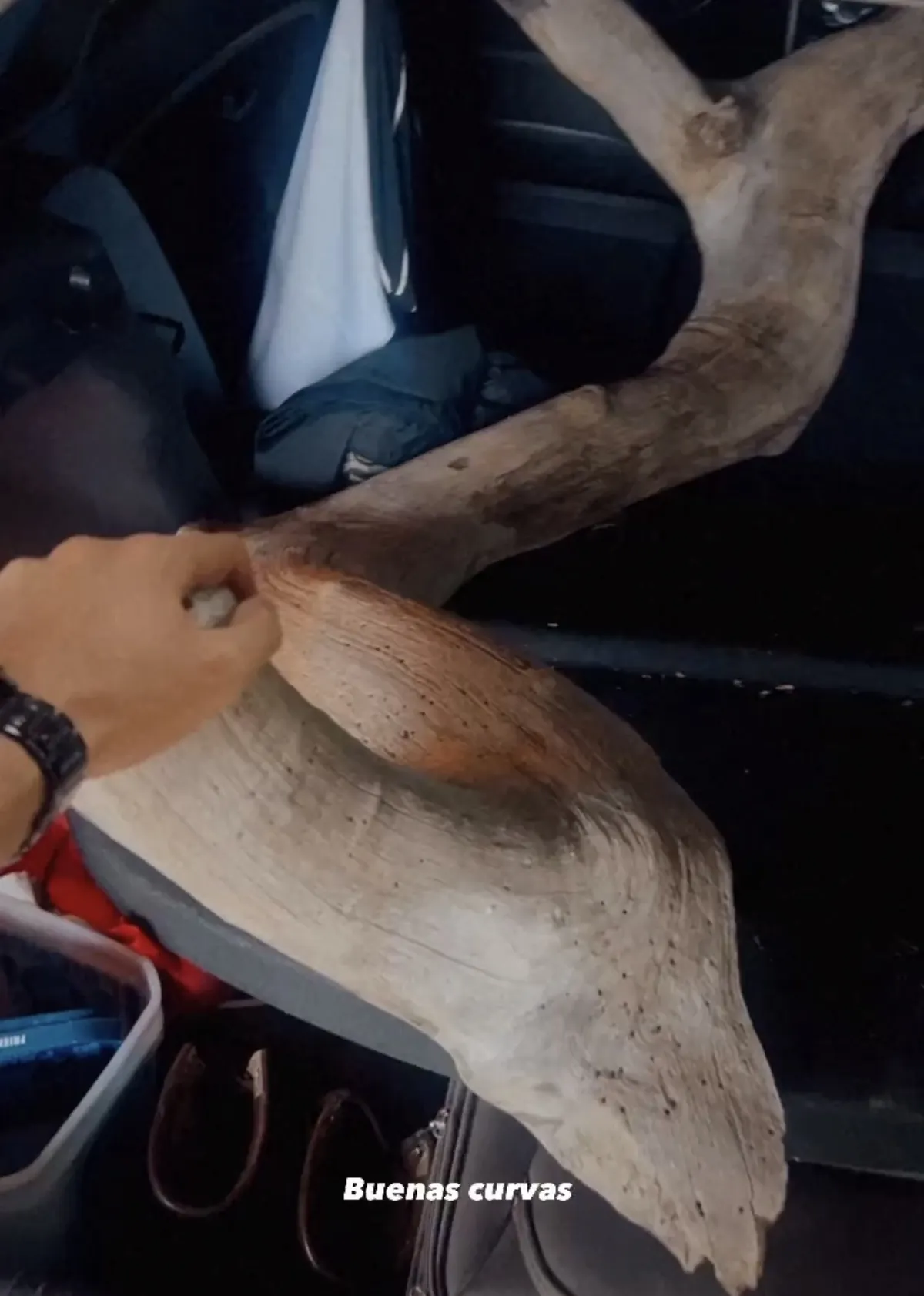 Archive phone photograph — the raw branch of Trueno inside the car on the day it was found